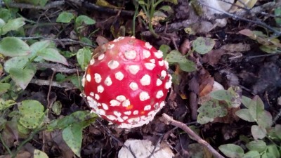 amanita-muscaria.jpg