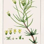 psyllium
