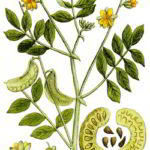 senna ingrediente dell'innerclean