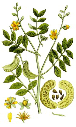 senna ingrediente dell'innerclean