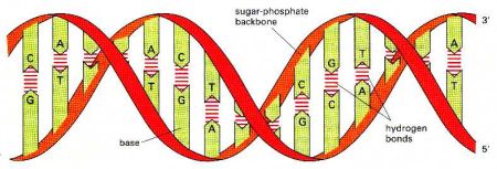 DNA RNA