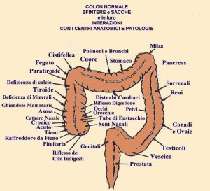carta del colon carta del colon