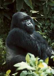 gorilla montagna fruttariano