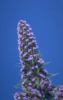 lavanda erbe lavanda erbe