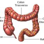 colon intestino crasso