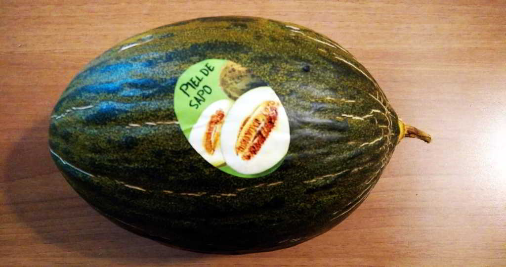 melone piel de sapo