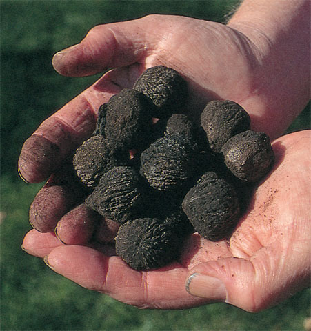 mallo di noce nera
