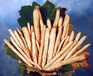 radici amare