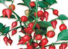 CHUPETINHO PICCANTE (ciucciotto)
