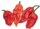 NAGA MORICH ULTRA PICCANTE