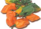PICCANTE HABANERO ARANCIO