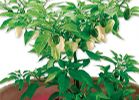 PICCANTE HABANERO BIANCO