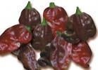PICCANTE HABANERO CHOCOLATE