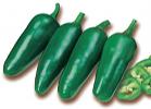 PICCANTE JALAPENO MESSICANO