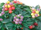 PICCANTE MULTICOLORE CHIARA