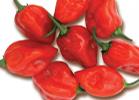 PICCANTE HABANERO ROSSO