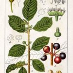 frangula ingrediente dell'innerclean