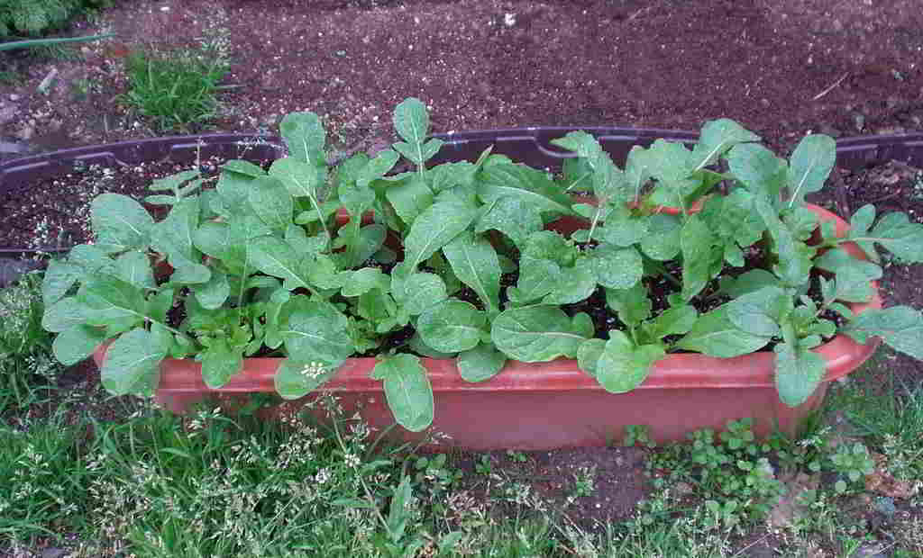 rucola sativa coltivata