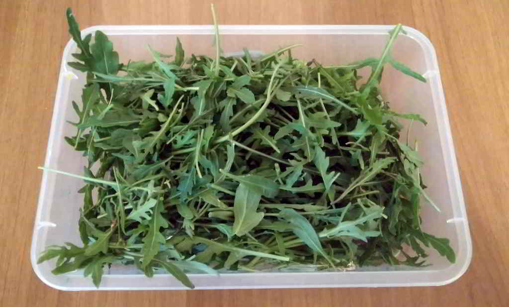 rucola selvatica