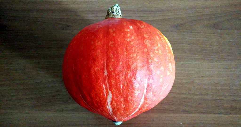 La zucca rossa Uchiki Kury 2 zucca uchiki kuri hokkaido