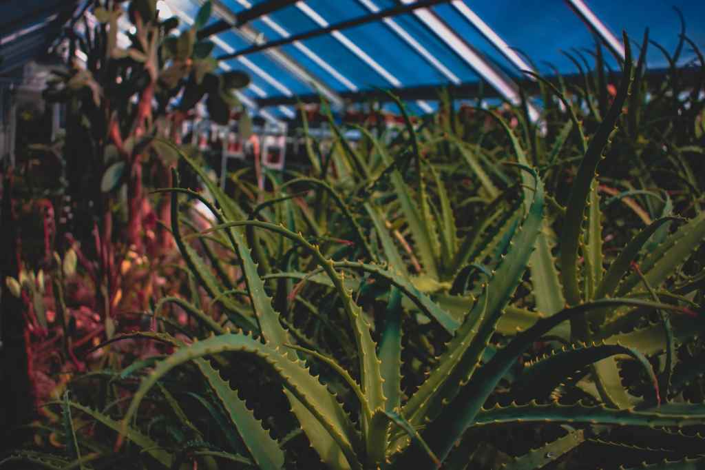 aloe arborescens